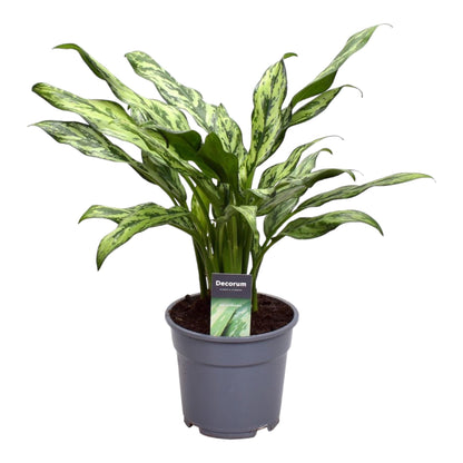 Aglaonema Juliette – Pflegeleichte elegante Zimmerpflanze 40 cm