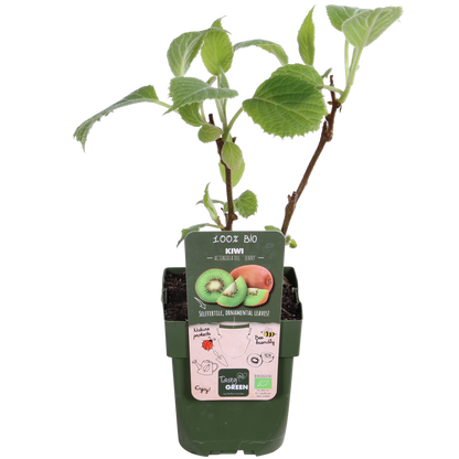 3x Actinidia deliciosa 'Jenny' – Selbstfruchtende Kiwi Ø13cm, 45cm hoch