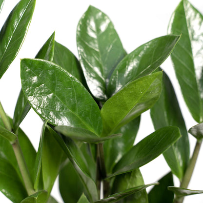 Zamioculcas Zimmerpflanze Ø12cm, 35cm hoch – Pflegeleicht & Robust