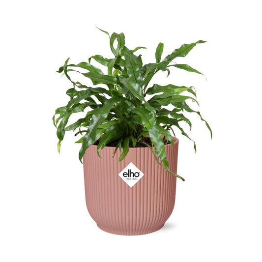 Microsorum Diversifolium – Kängurufarn in ELHO Vibes Fold 14cm rosa