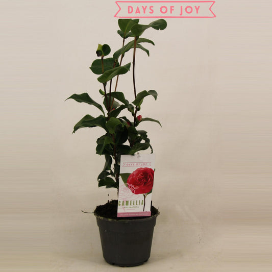 Camellia Japonica 'Lady Campbell' – Pflegeleichte Blühpflanze