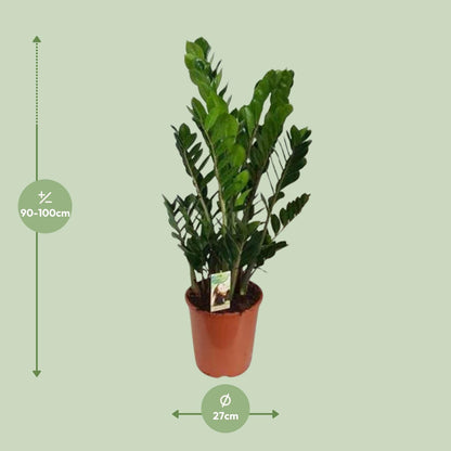 Zamioculcas Zamiifolia - Ø27cm - ↕100cm