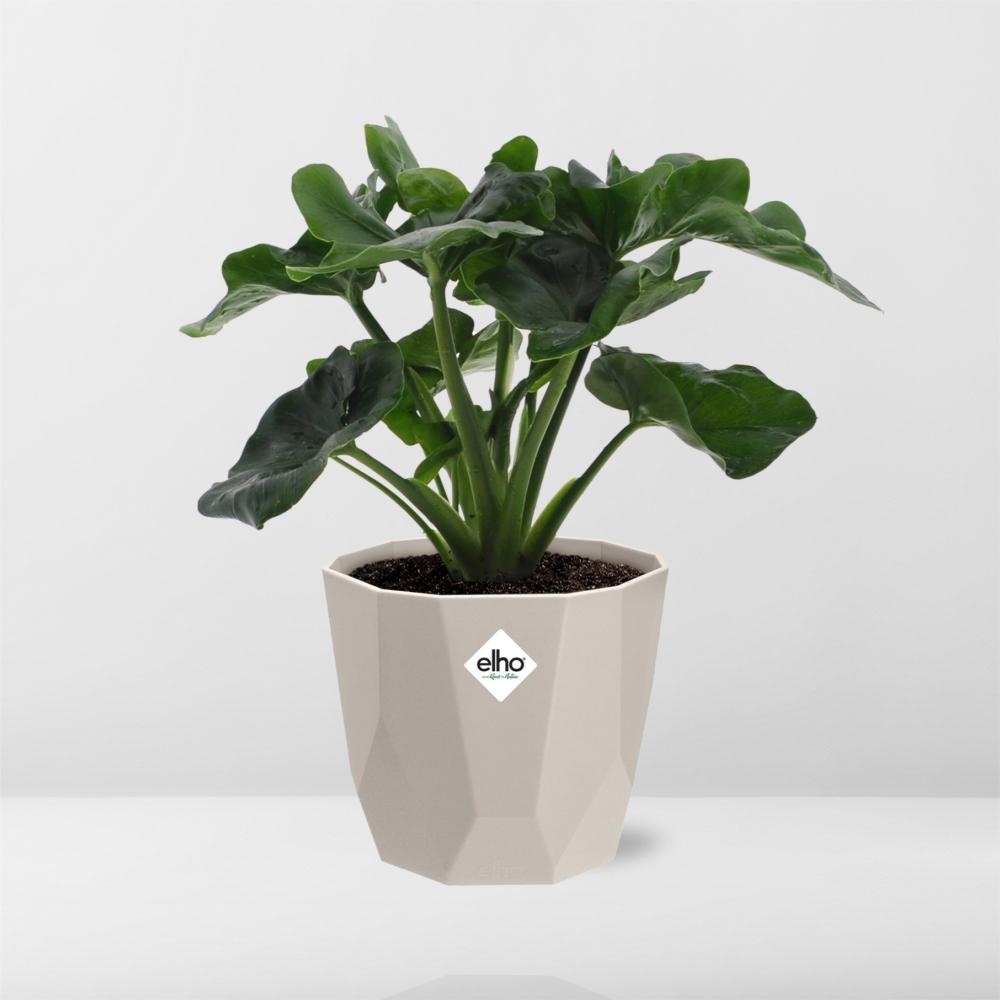 Philodendron Atom in ELHO b.for rock Topf 14 cm warm grey