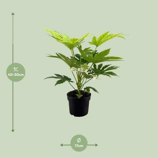Fatsia Japonica Spider Web – pflegeleichte Zimmerpflanze Ø17cm