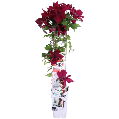 Clematis Nubia – Rote Kletterpflanze für Balkon & Garten