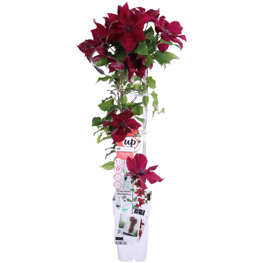 Clematis Nubia – Rote Kletterpflanze für Balkon & Garten