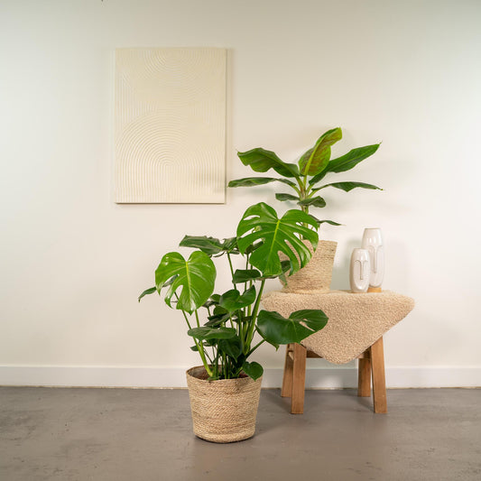 Monstera Deliciosa & Musa Dwarf Cavendish im Selin Korb Ø21cm