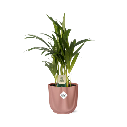 Dypsis Lutescens Bambuspalme 12cm in ELHO Vibes Fold 14cm rosa
