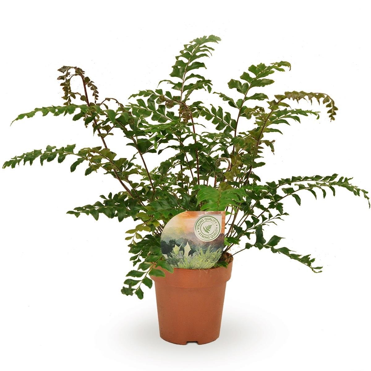 Didymochlaena Truncatula – Pflegeleichte Zimmerpflanze Ø12cm