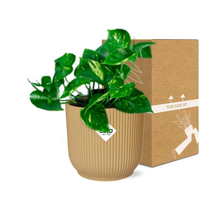 Epipremnum Pinnatum ‘Aureum’ – Goldener Efeu in ELHO Vibes Fold 14cm