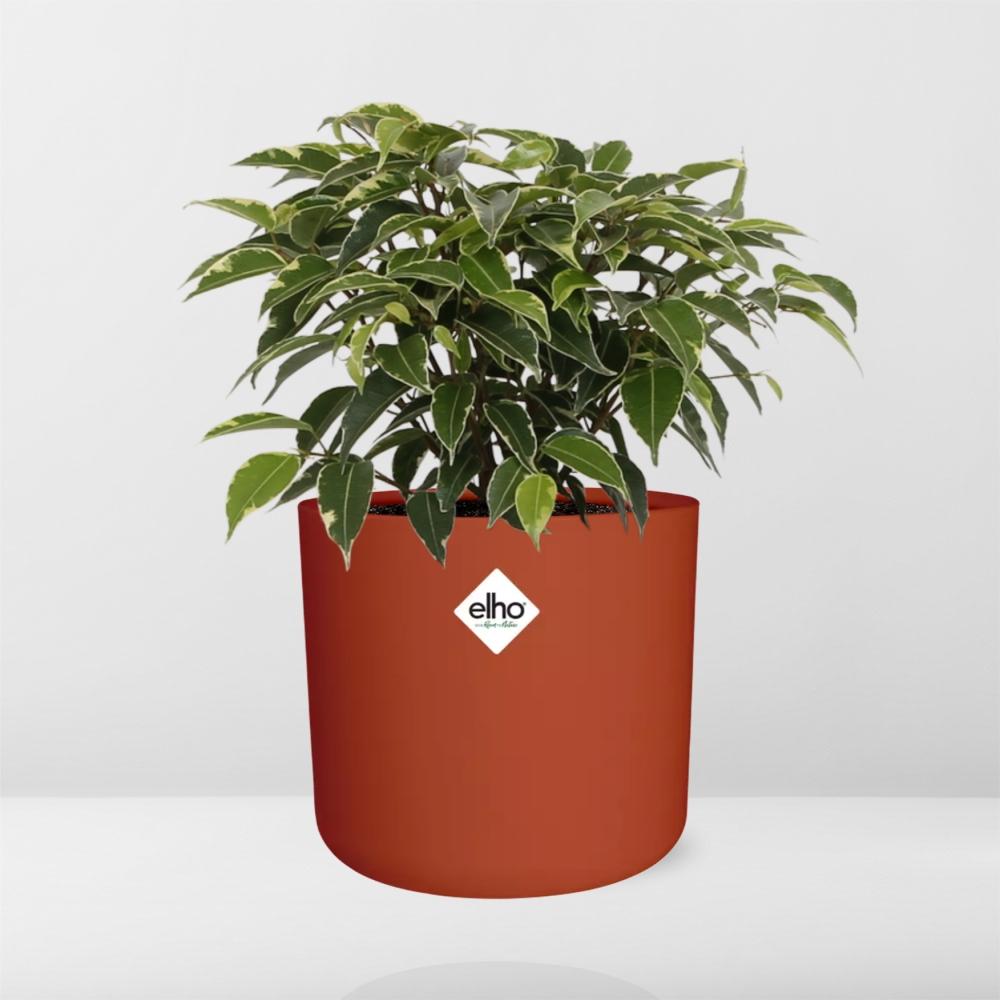 Ficus Benjamina Kinky – Pflegeleichte Zimmerpflanze 14cm