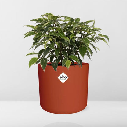 Ficus Benjamina Kinky – Pflegeleichte Zimmerpflanze 14cm
