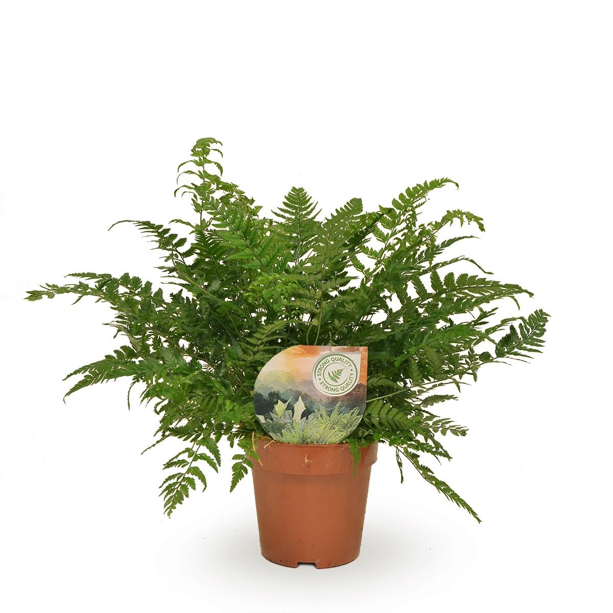 Polystichum Tsussimense – Eleganter pflegeleichter Zimmerfarn Ø12cm