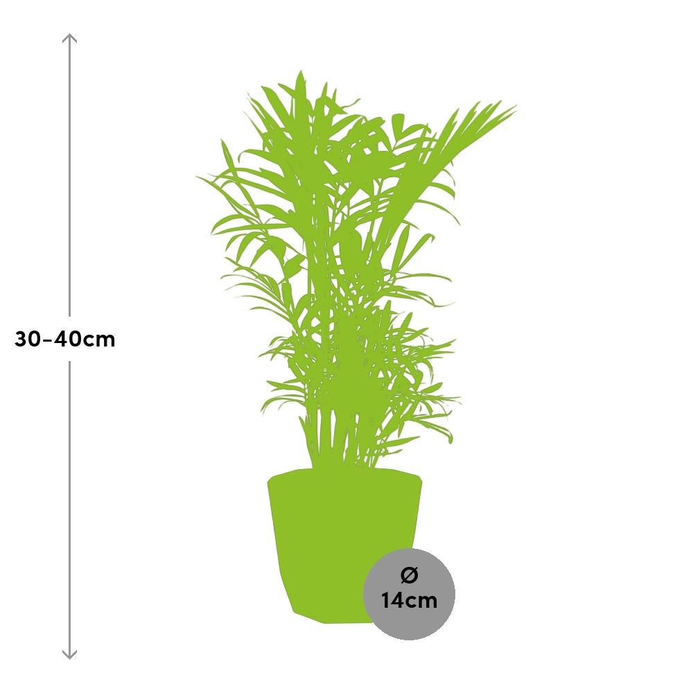 Chamaedorea Elegans – Zwergbergpalme in 14cm Topf schwarz
