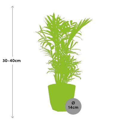 Chamaedorea Elegans – Zwergbergpalme in 14cm Topf schwarz
