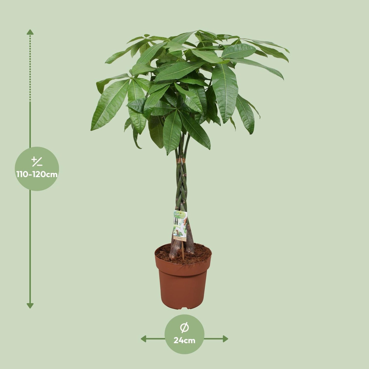 Pachira Aquatica – Pflegeleichte Zimmerpflanze Ø24cm