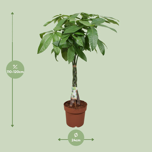 Pachira Aquatica – Pflegeleichte Zimmerpflanze Ø24cm