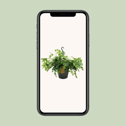 Monstera Minima – Pflegeleichte Zimmerpflanze 27 cm