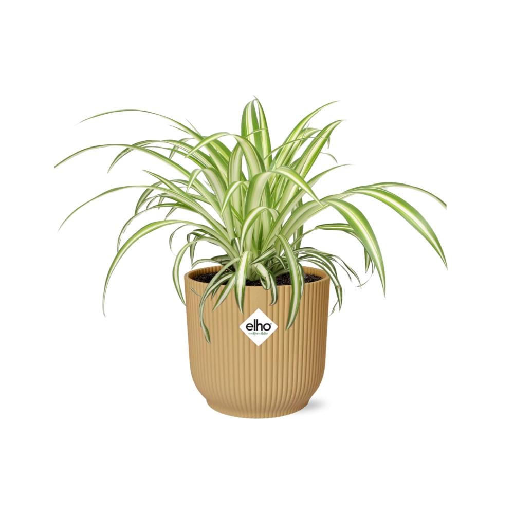 Chlorophytum Comosum Variegatum – Pflegeleichte Spinnenpflanze 14cm gelb