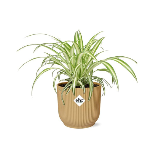 Chlorophytum Comosum Variegatum – Pflegeleichte Spinnenpflanze 14cm gelb