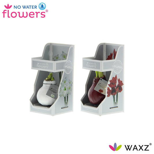 No Water Flowers Waxz Colorz – 2er Set, Ø7 cm, Ø15 cm