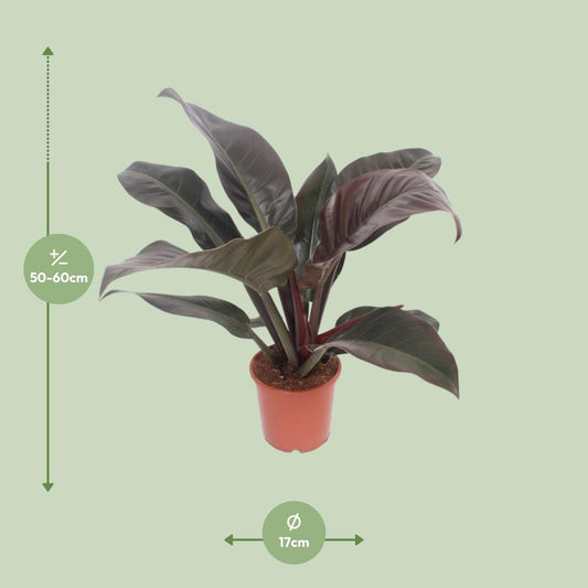 Philodendron Imperial Red – 60 cm pflegeleichte Zimmerpflanze