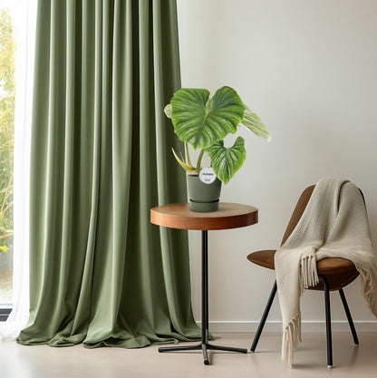 Philodendron Plowmanii – Pflegeleichte Tropenpflanze Ø15cm