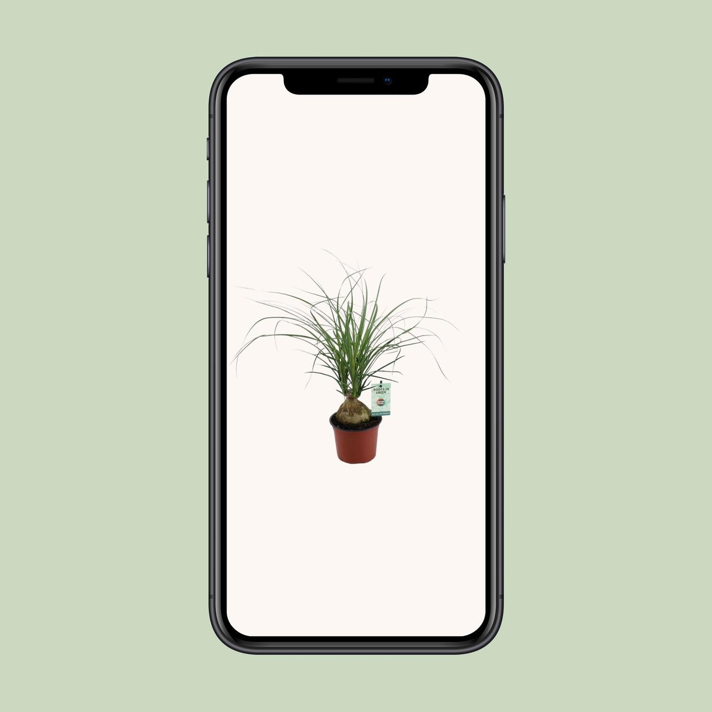 Elefantenfuß (Beaucarnea recurvata) – Pflegeleichte Zimmerpflanze Ø12cm