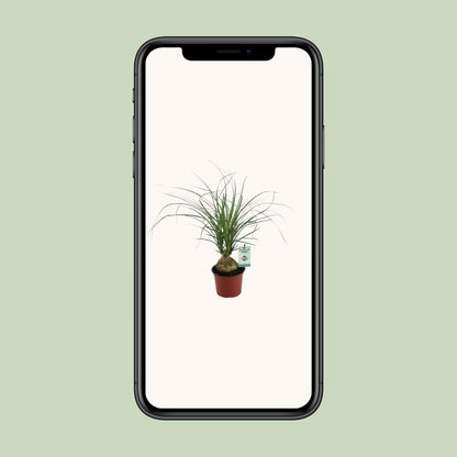 Elefantenfuß (Beaucarnea recurvata) – Pflegeleichte Zimmerpflanze Ø12cm