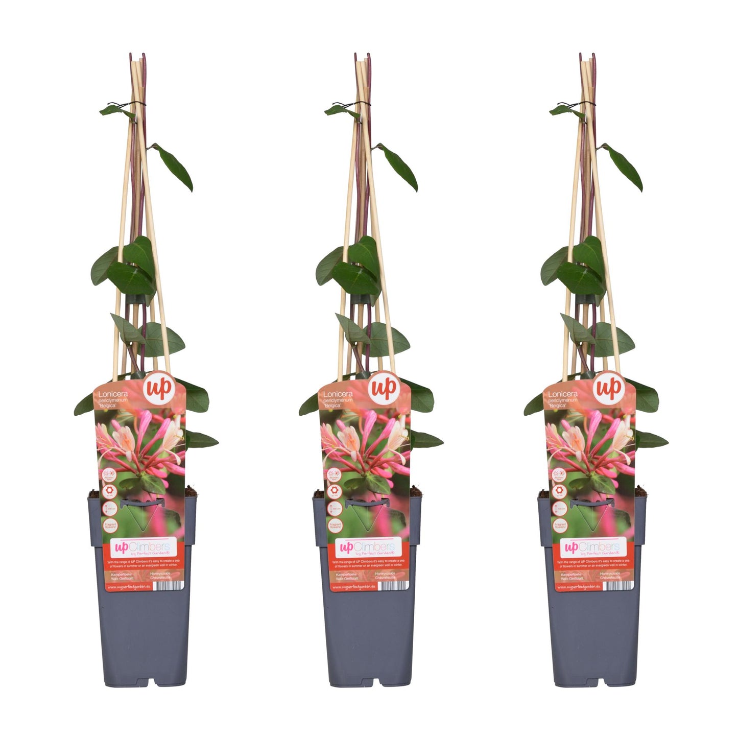3x Lonicera periclymenum 'Belgica' – Duftende Kletterpflanze Ø15cm