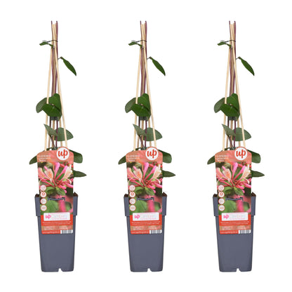 3x Lonicera periclymenum 'Belgica' – Duftende Kletterpflanze Ø15cm