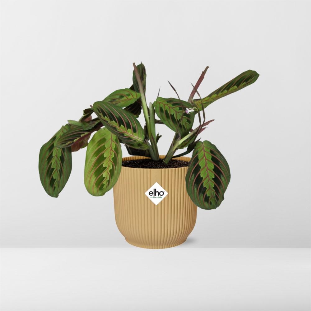 Maranta Leuconeura ‘Fascinator’ Tricolor in ELHO Vibes Fold 14cm Gelb