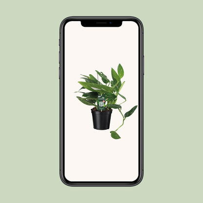Philodendron Cobra Toef – Exotische, pflegeleichte Zimmerpflanze 50 cm