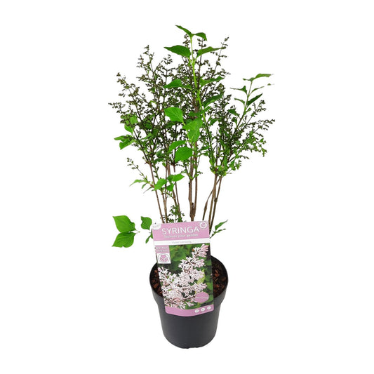 Flieder 'Violet Uprising' – Duftende Zimmer- und Gartenpflanze Ø19cm