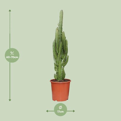 Euphorbia Trigona – Pflegeleichte Sukkulente Ø17cm, 70cm hoch