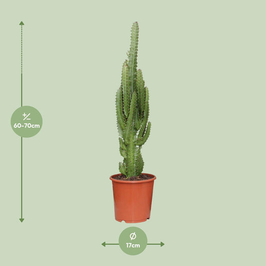 Euphorbia Trigona – Pflegeleichte Sukkulente Ø17cm, 70cm hoch