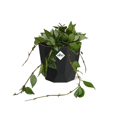 Hoya Krohniana Eskimo – pflegeleichte Wachsblume 14 cm