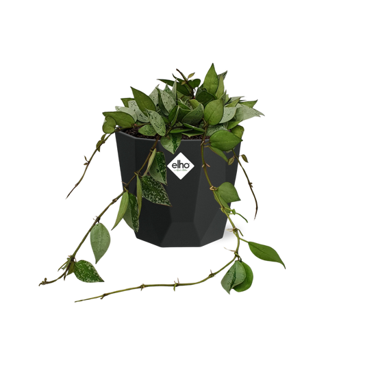 Hoya Krohniana Eskimo – pflegeleichte Wachsblume 14 cm