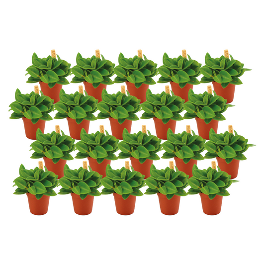 Zwerg-Peperomie Pixie – 20er Set, Ø5,5cm, pflegeleicht