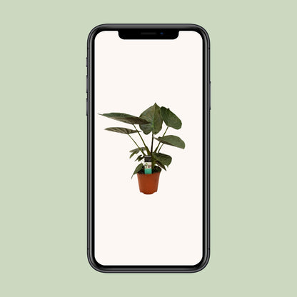 Alocasia Wentii – Exotische Zimmerpflanze Ø19cm, 75cm hoch