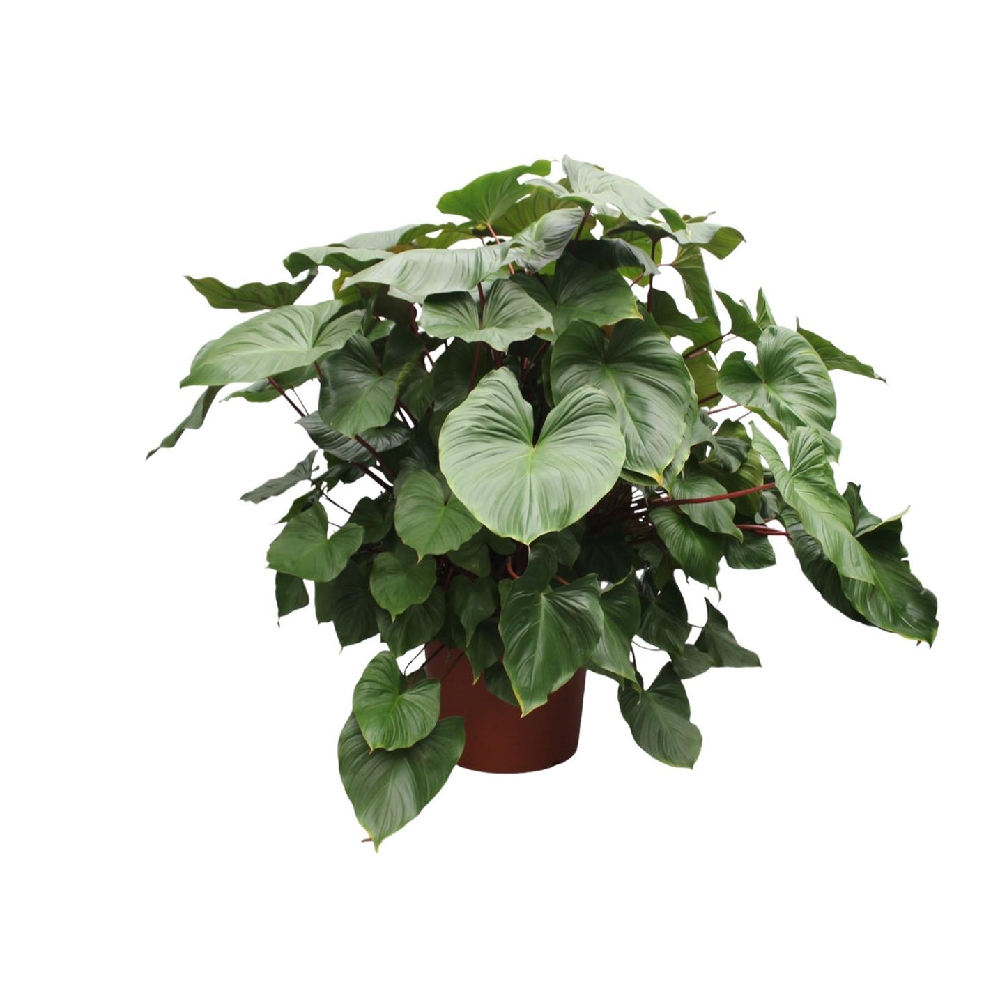 Homalomena Rubescens Maggy – Tropische, pflegeleichte Zimmerpflanze 170 cm