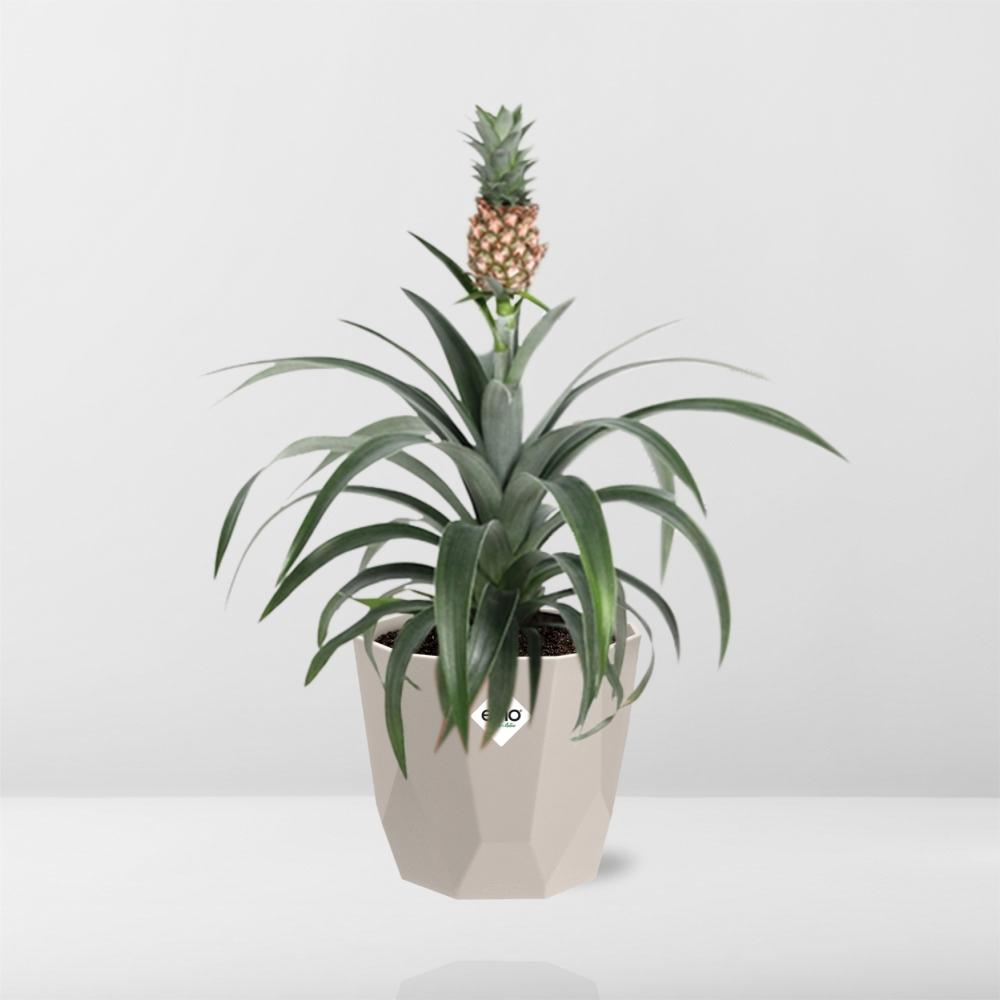 Ananas Mi Amigo Zimmerpflanze in ELHO b.for rock 14 cm warm grey