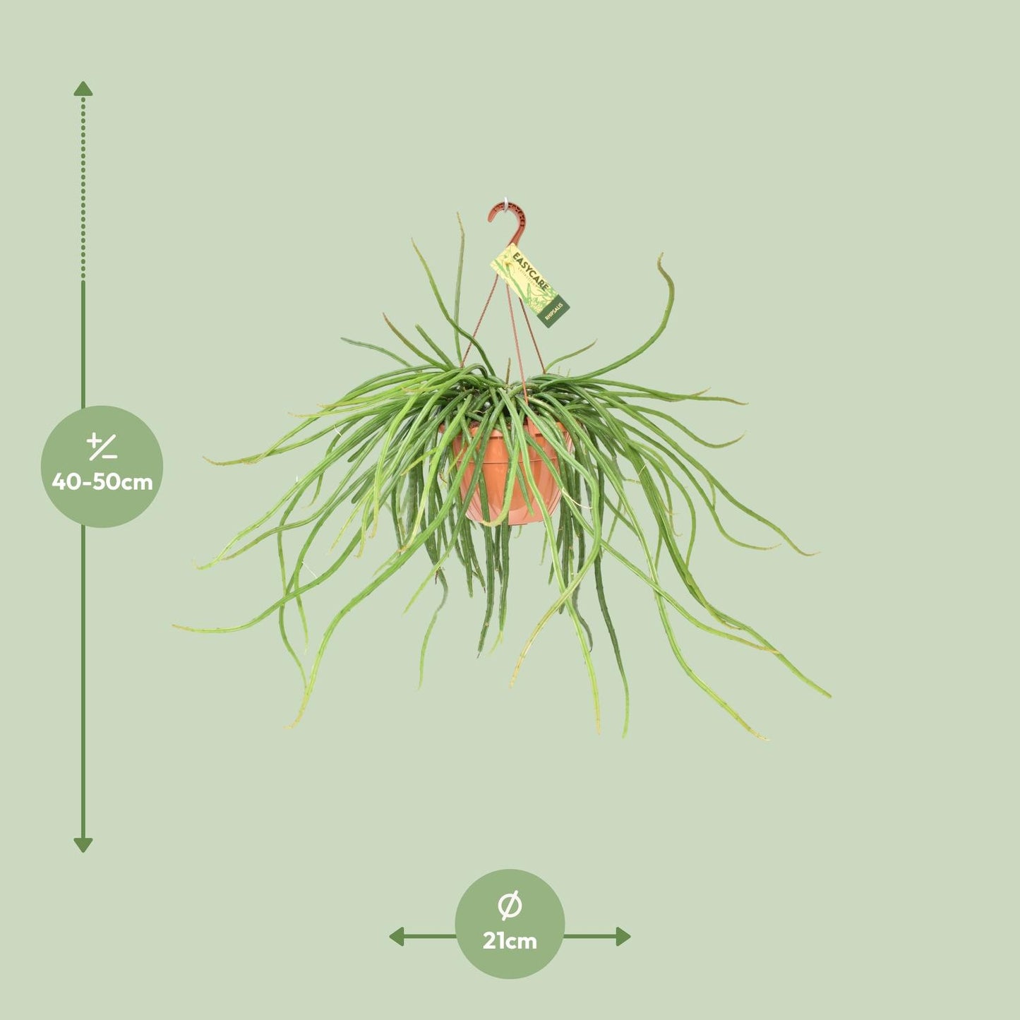 Rhipsalis Selenicereus Wercklei – Pflegeleichte Hängepflanze Ø21cm