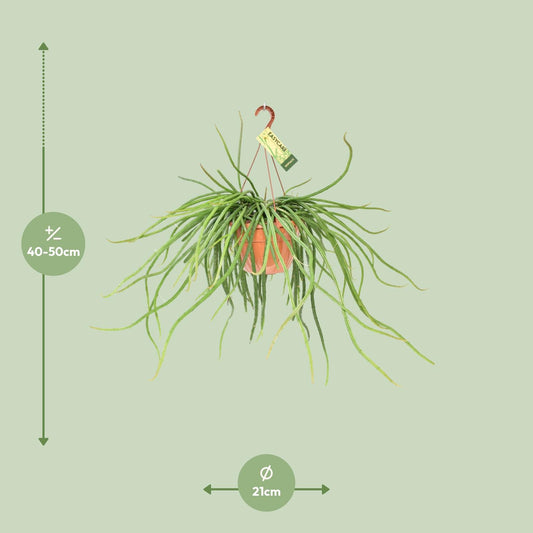 Rhipsalis Selenicereus Wercklei – Pflegeleichte Hängepflanze Ø21cm