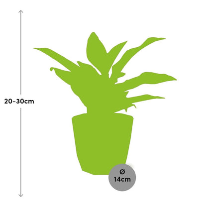 Aglaonema Crete – Pflegeleichte Zimmerpflanze 14cm Topf