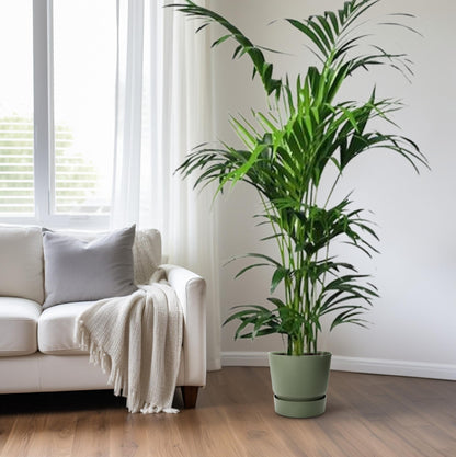 Howea Kentia-Palme Ø24cm, ca. 180cm hoch – pflegeleicht & luftreinigend
