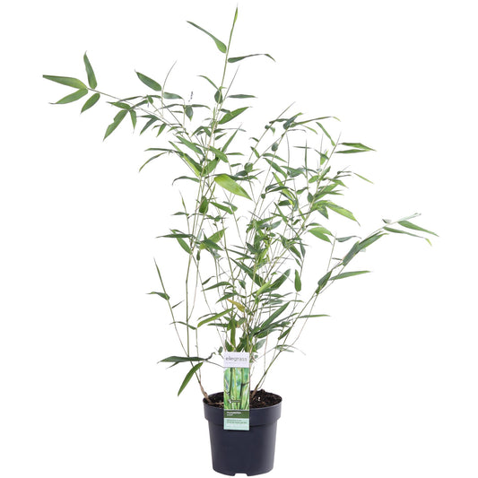 Phyllostachys 'Bissetii' – Winterharter Bambus im Ø14cm Topf