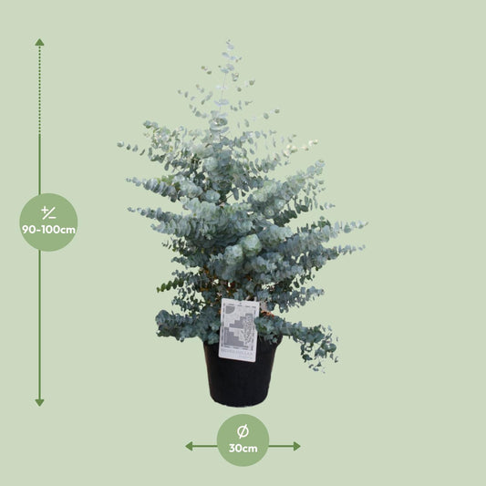 Eucalyptus Cinerea Silver Dollar – Pflegeleichter Trendpflanze Ø30cm