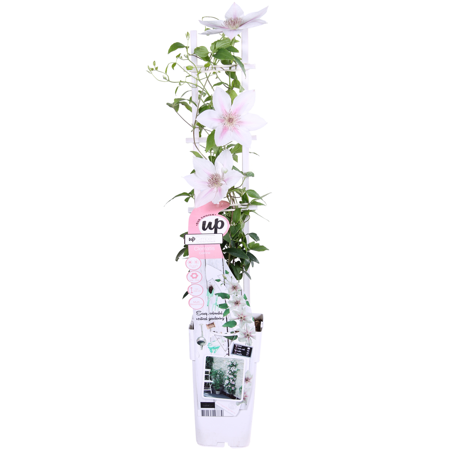 Weiße Waldrebe 'Corinne' – Clematis Evison Ø15cm, 65cm
