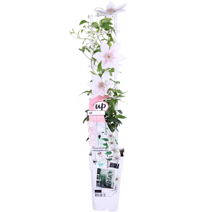 Weiße Waldrebe 'Corinne' – Clematis Evison Ø15cm, 65cm